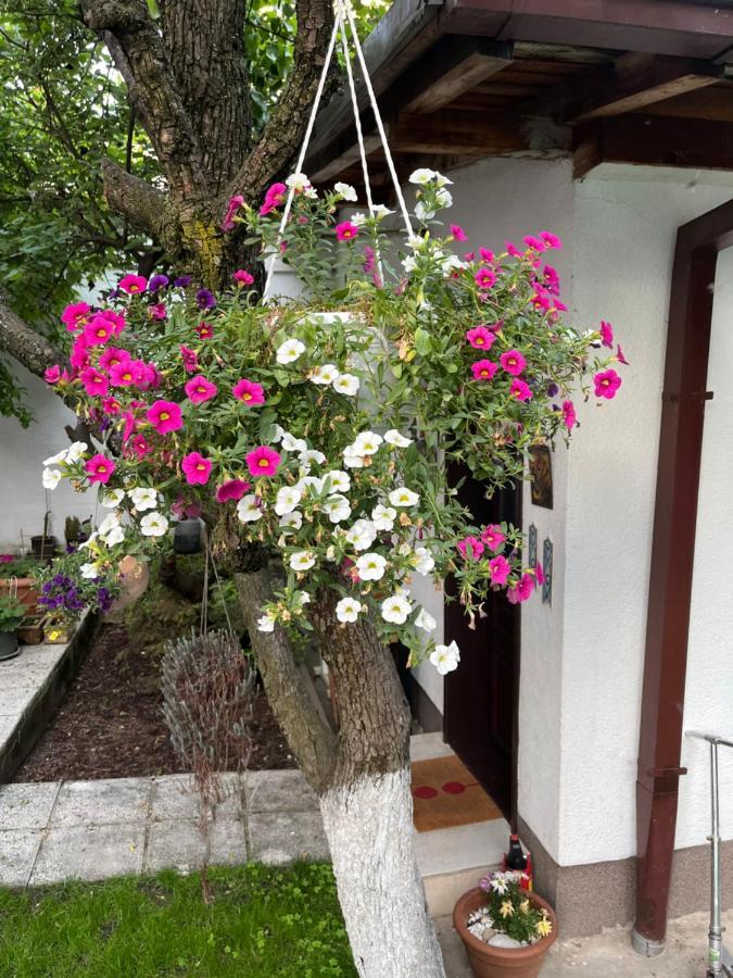 Apartments Music, Garden And Free Parking SJJ Extérieur photo
